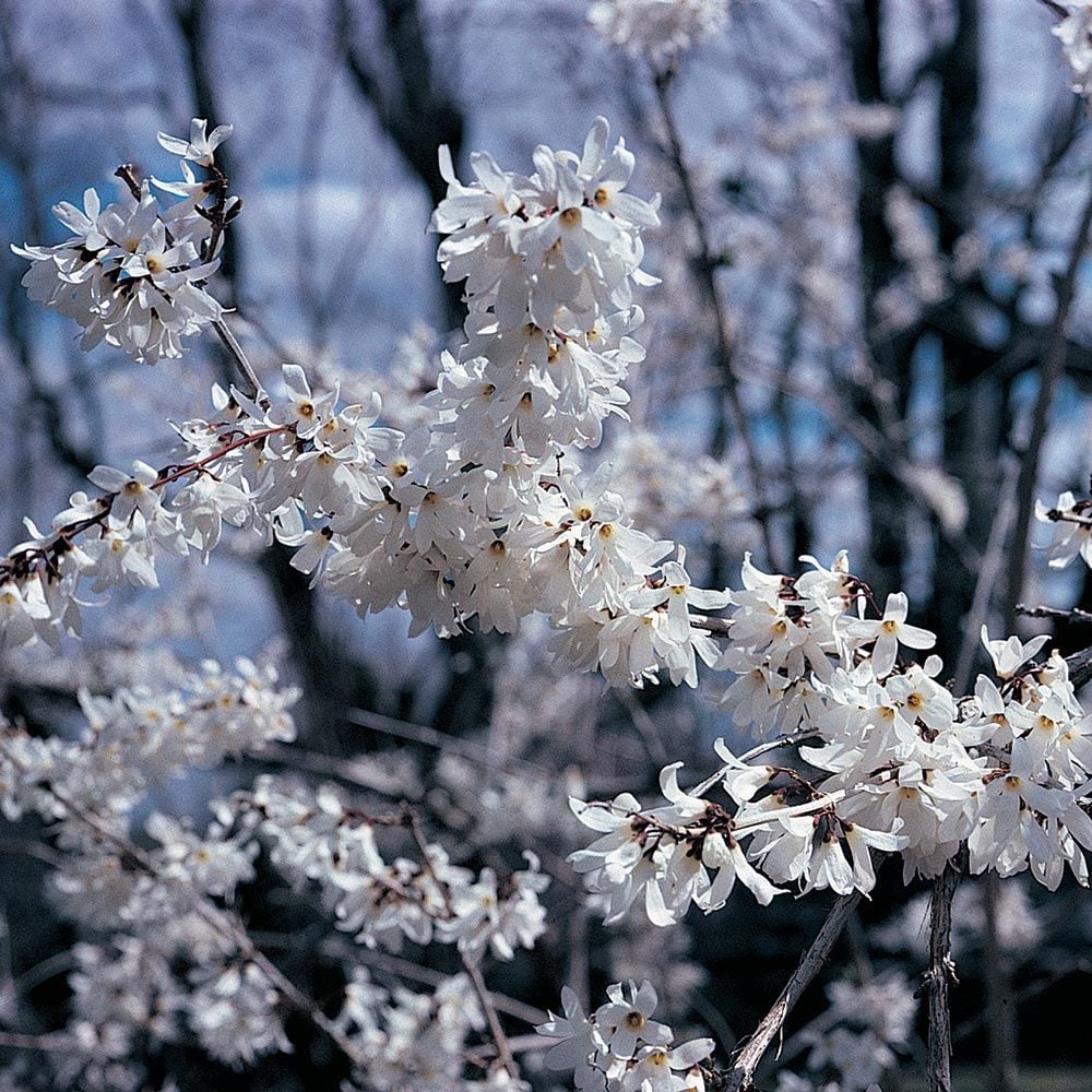White Forsythia (Abeliophyllum distichum)