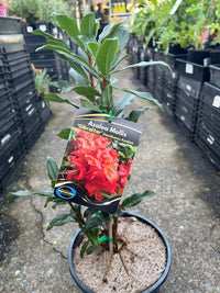 Azalea mollis ‘Gibraltar’ (Deciduous Azalea) - Ladybird Nursery