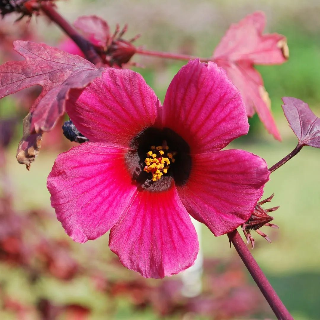 African Rosemallow (Hibiscus acetosella) - Ladybird Nursery