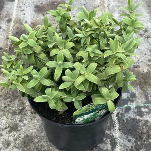 Hebe (Hebe albicans)