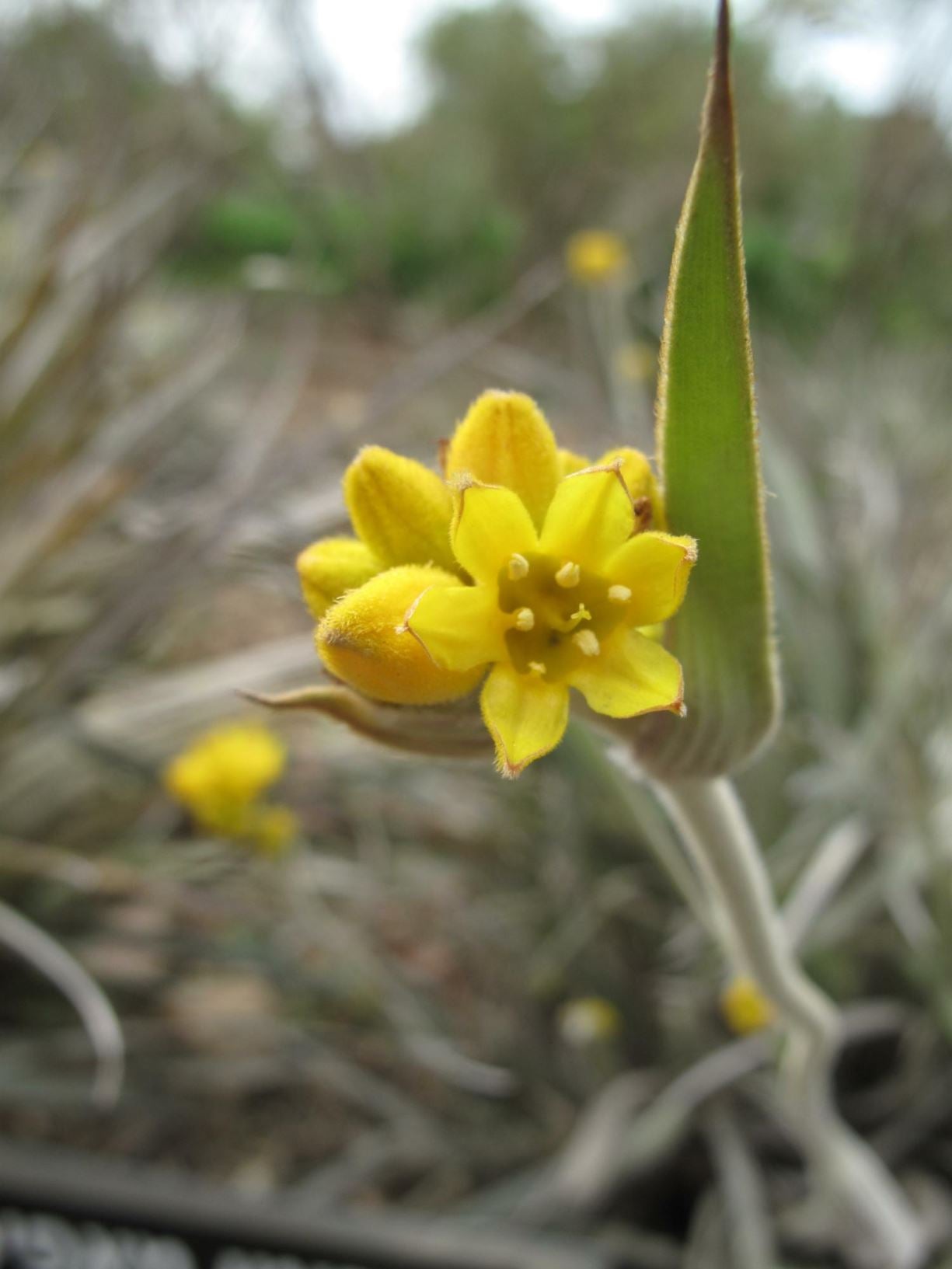 Grey Cottonhead (Conostylis candicans)