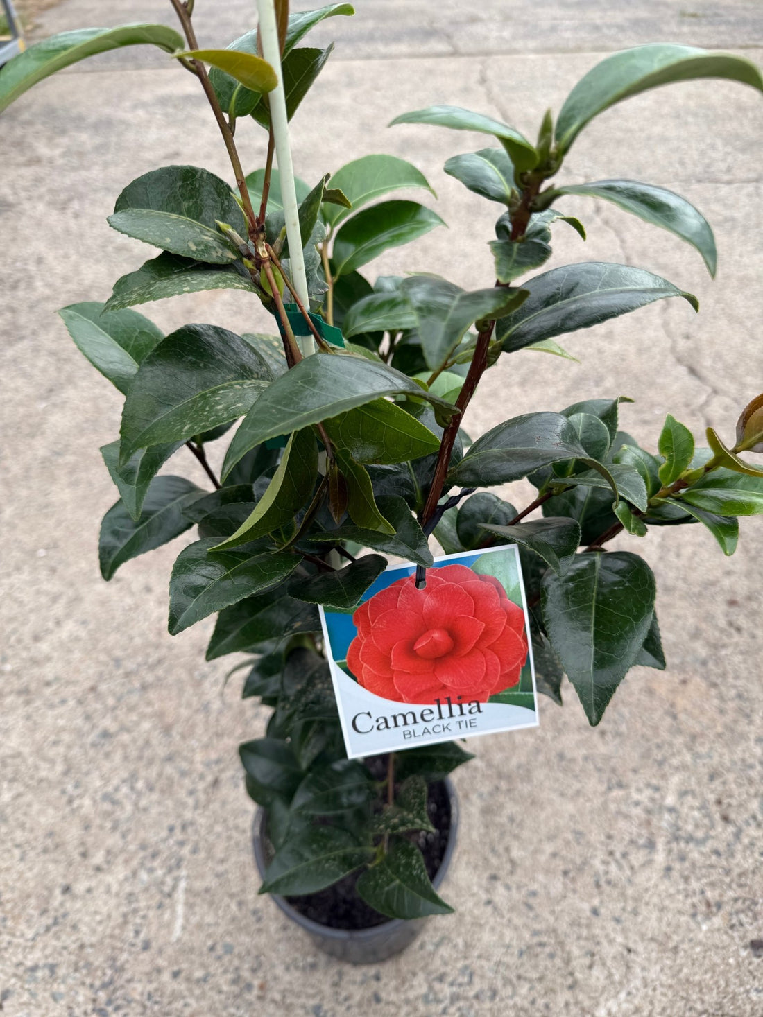 Camellia 'Black Tie' - Medium - Ladybird Nursery