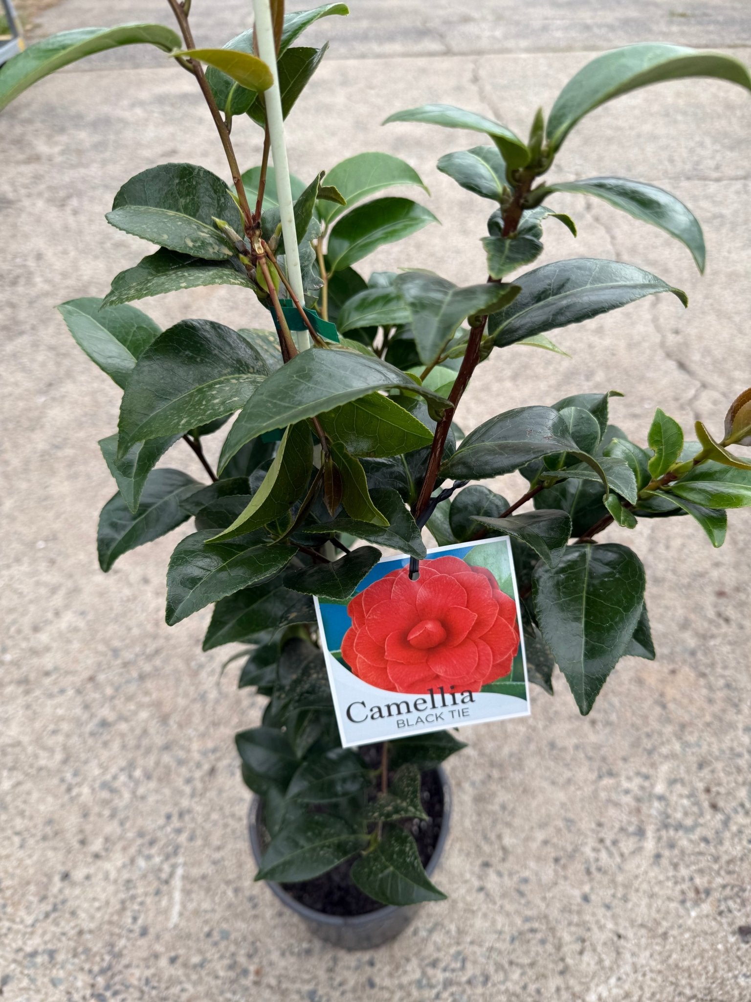 Camellia 'Black Tie' - Medium - Ladybird Nursery