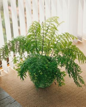 Island Beauty Fern (Asplenium Island)