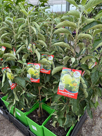 Dwarf Apple Leprechaun Granny Smith PBR - Ladybird Nursery