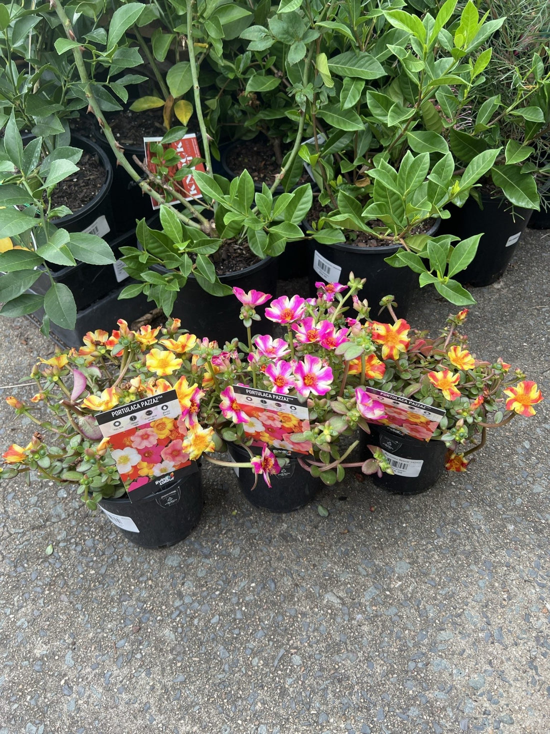 Portulaca Pazzaz 140mm - Ladybird Nursery