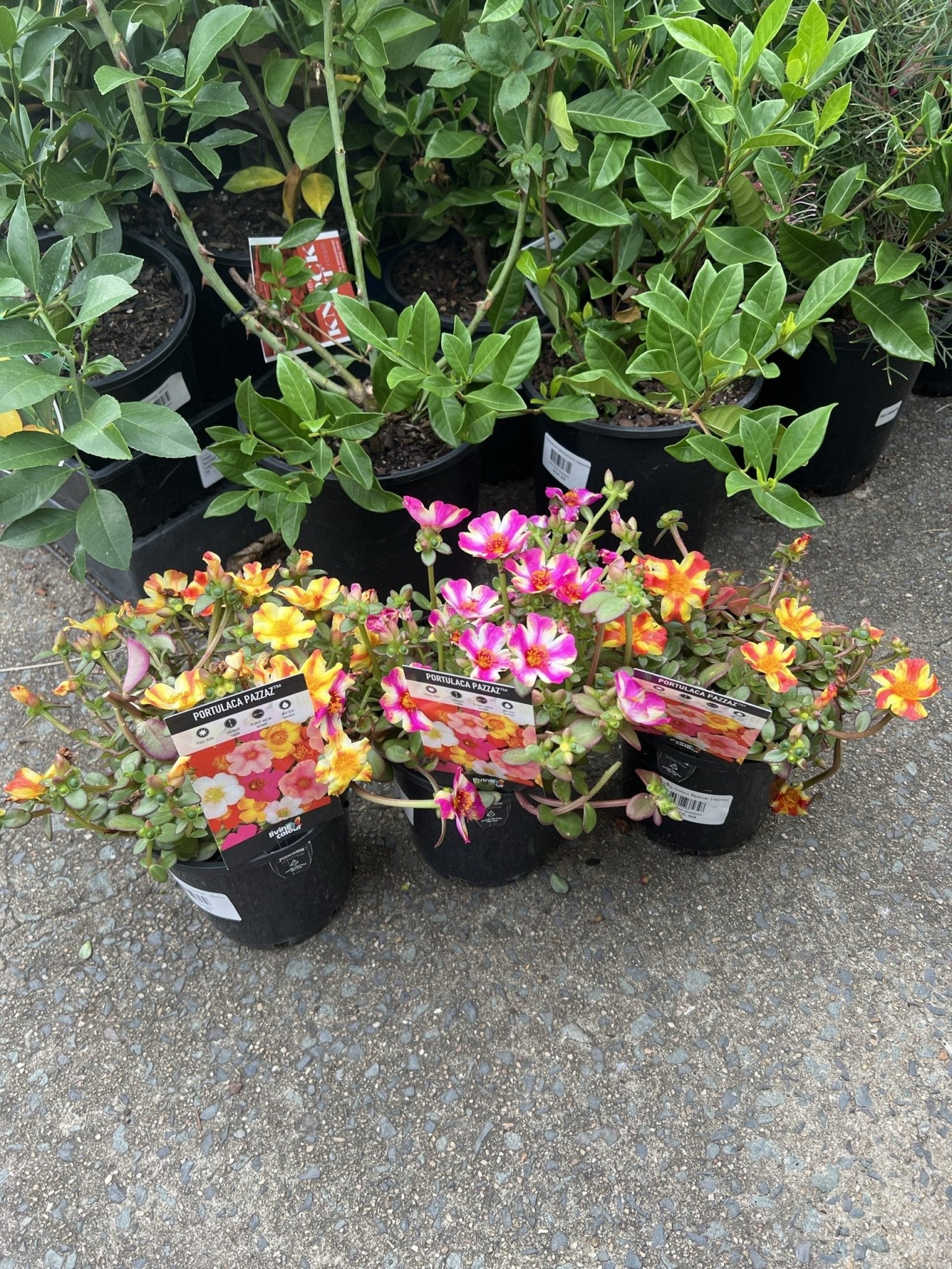 Portulaca Pazzaz 140mm - Ladybird Nursery