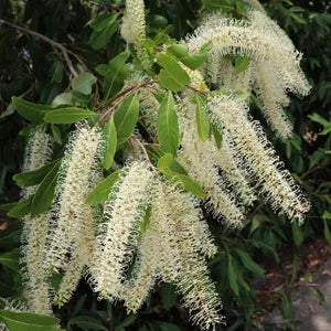Ivory Curl Flower Tree 200mm pot (Buckinghamia celsissima)
