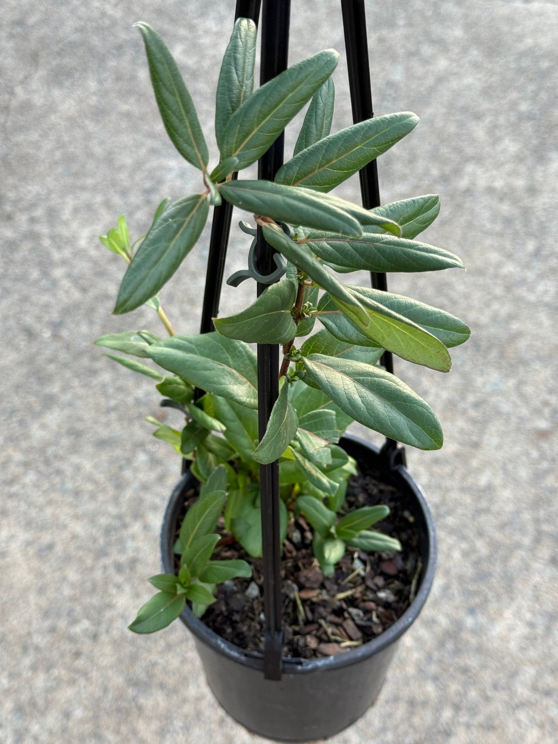 European/English Honeysuckle (Lonicera periclymenum) - Ladybird Nursery