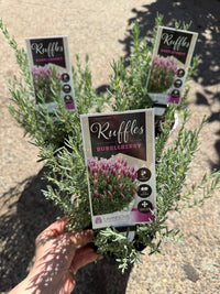 Lavender 'Bubbleberry Ruffles' (Lavandula pedunculata) - Ladybird Nursery