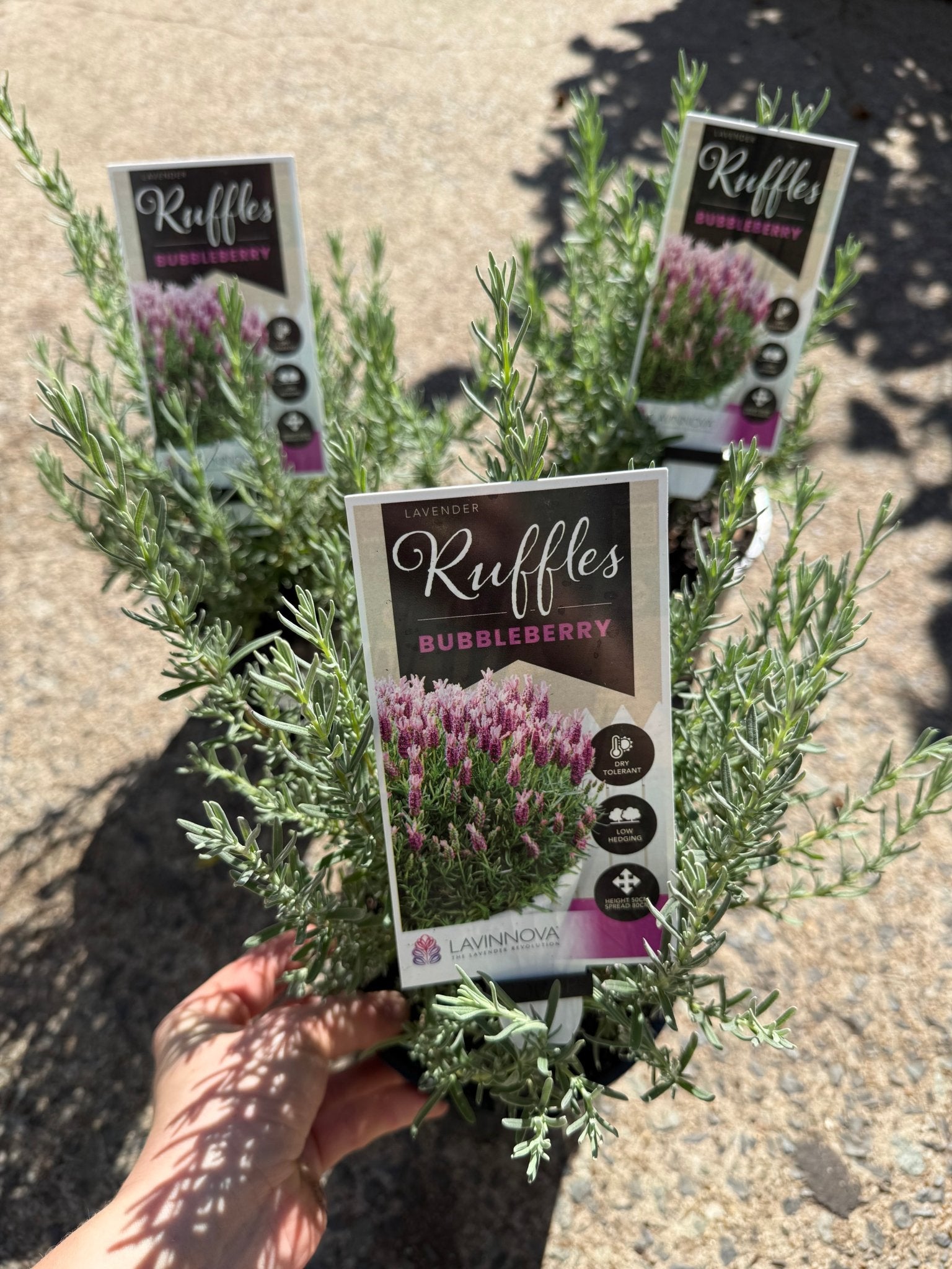 Lavender 'Bubbleberry Ruffles' (Lavandula pedunculata) - Ladybird Nursery