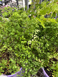 Maidenhair Fern (Adiantum sp.)