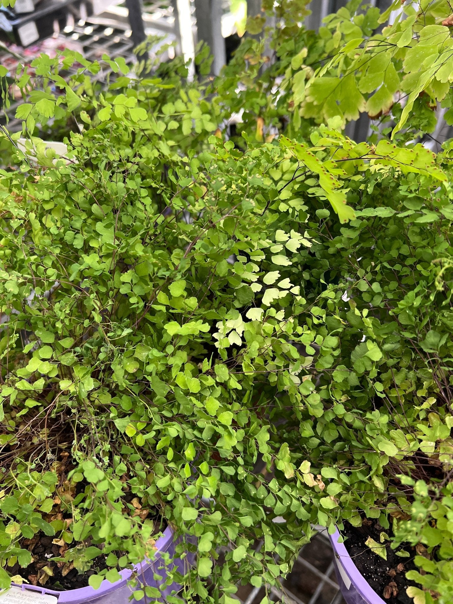 Maidenhair Fern (Adiantum sp.) - Ladybird Nursery