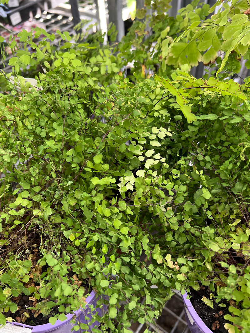 Maidenhair Fern (Adiantum sp.)