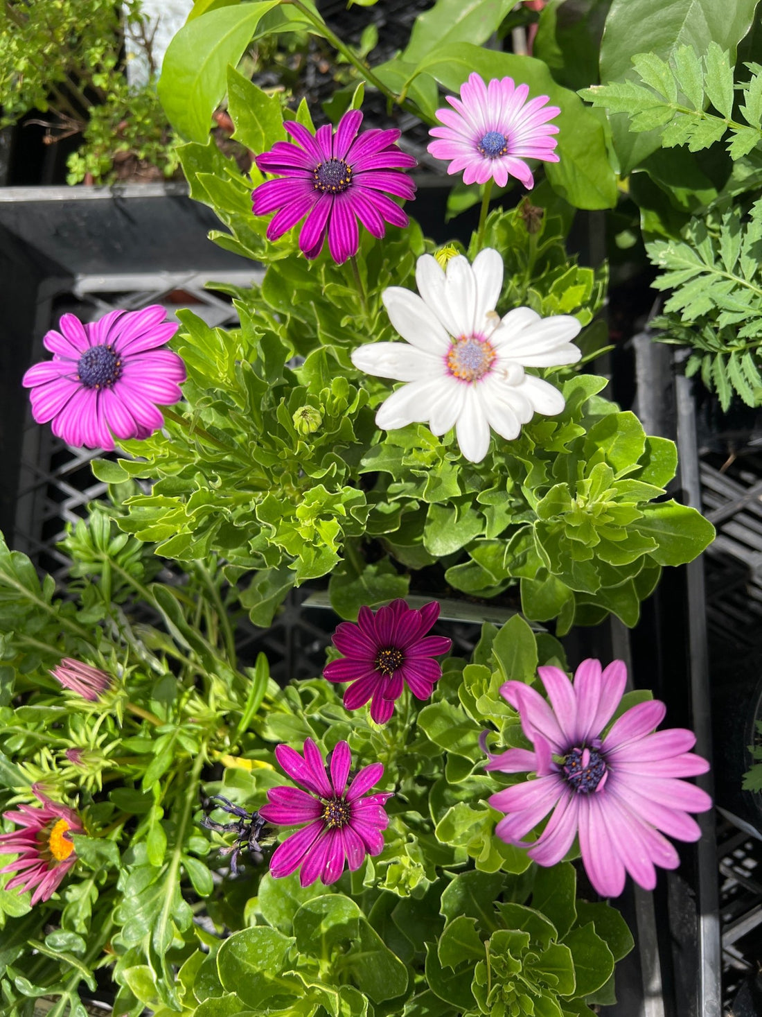 African Daisy - 4cell pot (PICK UP ONLY) - Ladybird Nursery