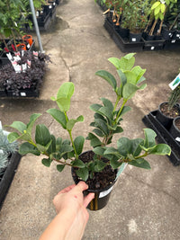 Sweet Viburnum 'Dense Fence' (Viburnum odoratissimum) - Ladybird Nursery