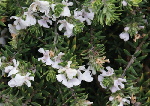 Coastal Rosemary Flat n Fruity (Westringia fruticosa) - Ladybird Nursery