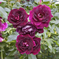 Rose Burgundy Iceberg 2 ft Standards (Rosa) - Ladybird Nursery