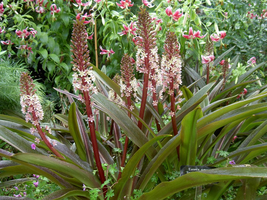 Burgundy Blaze Pineapple Lily (Eucomis spp.) - Ladybird Nursery