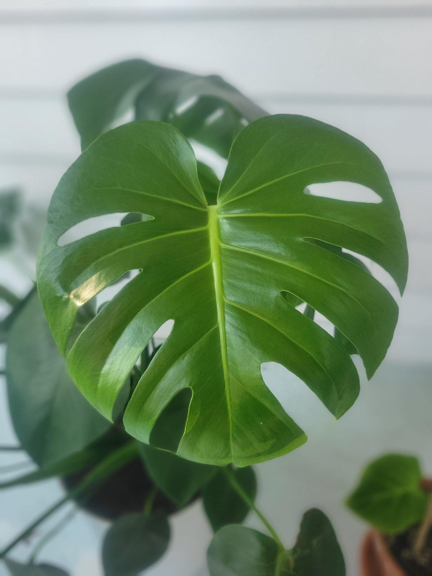 Swiss Cheese Plant Round Leaf Form (Monstera deliciosa)