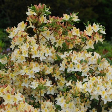 Rhododendron Daviesii