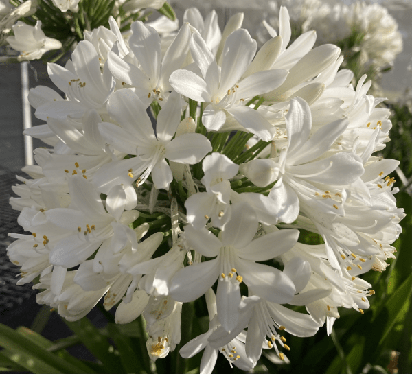 Agapanthus River Garden White - Ladybird Nursery