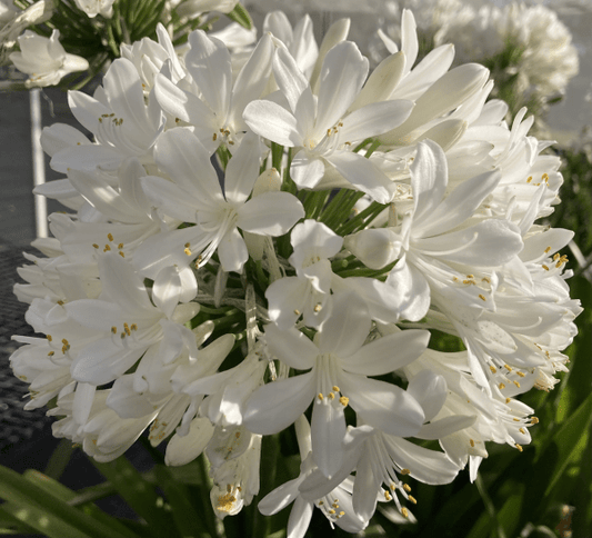 Agapanthus River Garden White - Ladybird Nursery