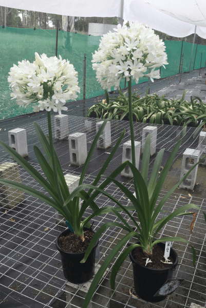 Agapanthus River Garden White - Ladybird Nursery