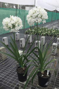 Agapanthus River Garden White - Ladybird Nursery