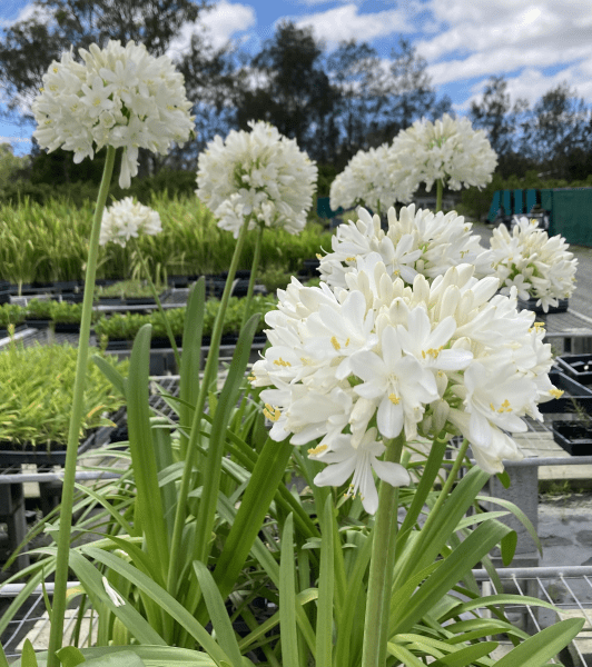 Agapanthus River Garden White - Ladybird Nursery