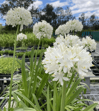 Agapanthus River Garden White - Ladybird Nursery