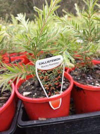 Bottlebrush Rocky Rambler (Callistemon pearsonii) - Ladybird Nursery