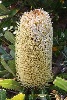 Saw Banksia (Banksia serrata)