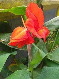 Canna RJ Beckman (Canna spp.) - Ladybird Nursery