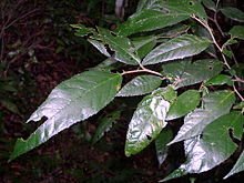 Whalebone Tree (Streblus brunonianus) - Ladybird Nursery