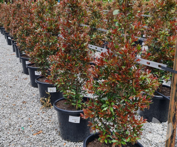 Lilly Pilly Plum Magic (Syzygium australe)