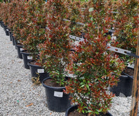 Lilly Pilly Plum Magic (Syzygium australe)