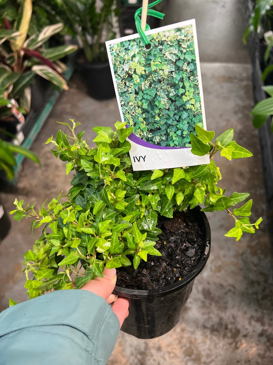 Green Ivy (Hedera) - Ladybird Nursery