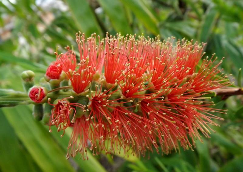Bottlebrush Tangerine Dream (Callistemon)