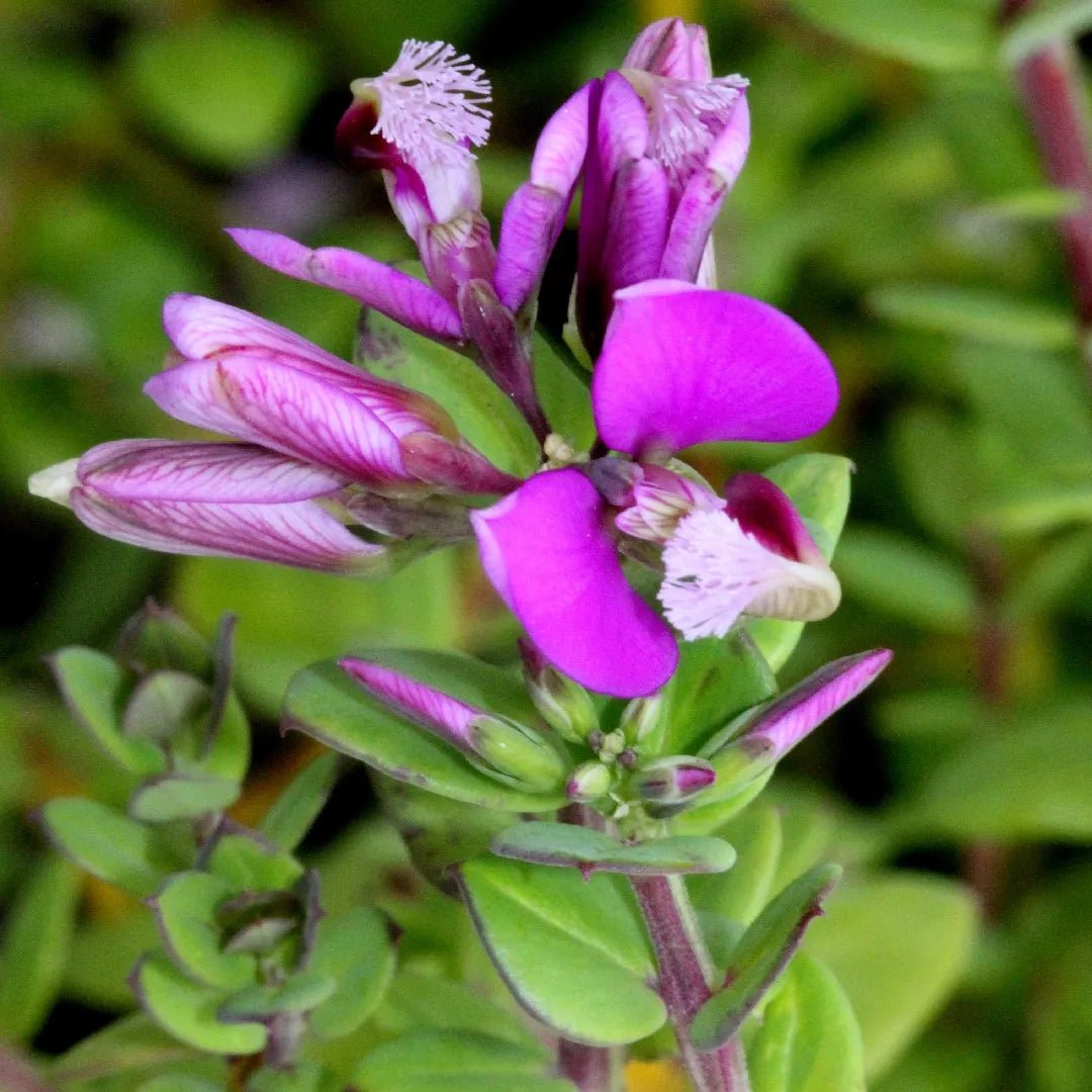 Sweet Pea Shrub 'Little Bibi' (Polygala) - Ladybird Nursery
