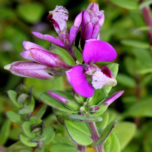 Sweet Pea Shrub 'Little Bibi' (Polygala)