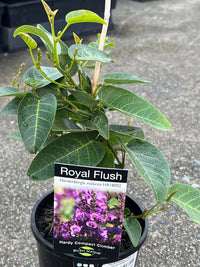 Hardenbergia 'Royal Flush' (Hardenbergia violacea) - Ladybird Nursery