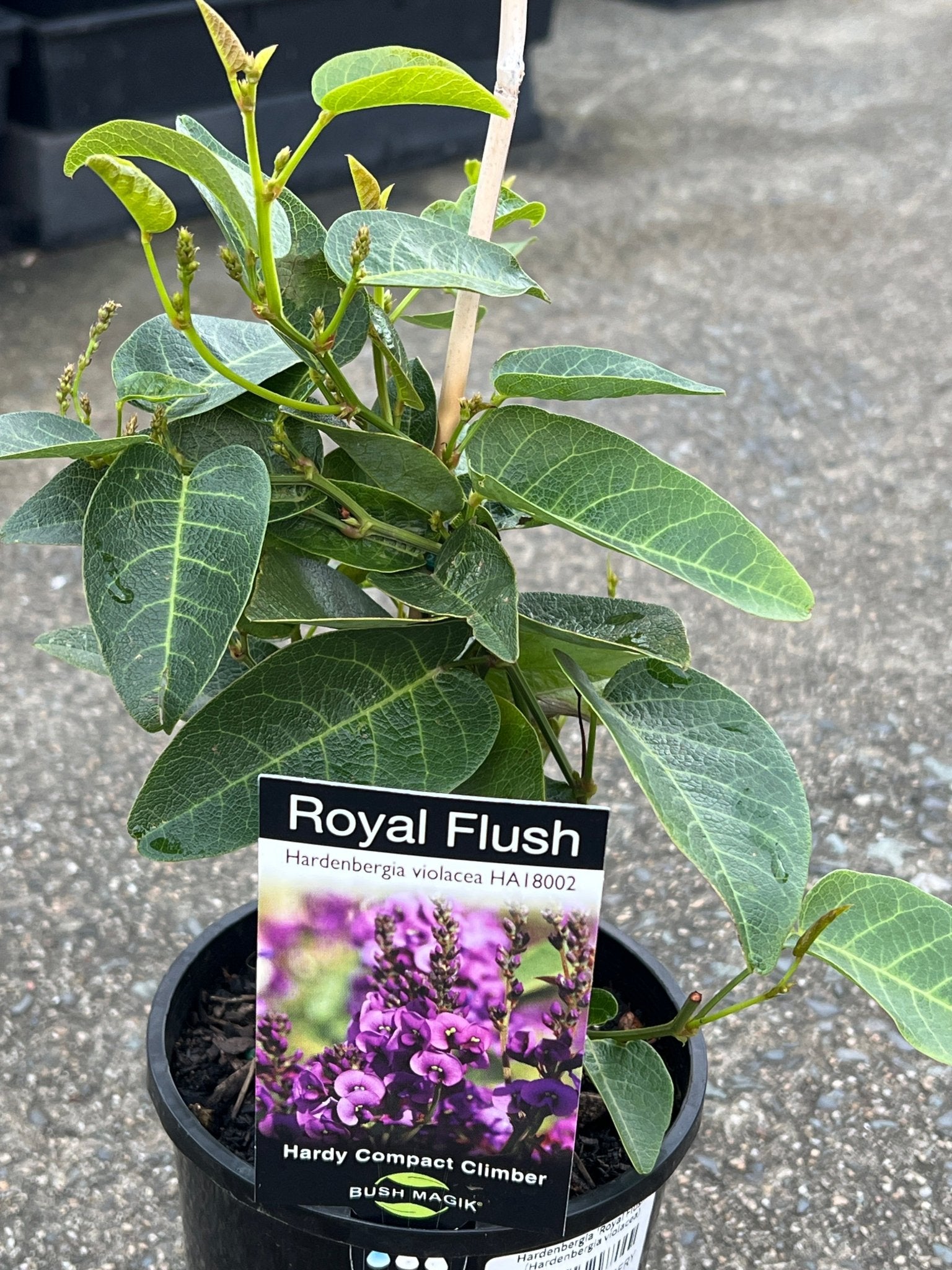 Hardenbergia 'Royal Flush' (Hardenbergia violacea) - Ladybird Nursery