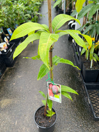 Dwarf Mango 'Palmer' - Ladybird Nursery