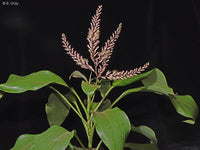 Cordyline (Cordyline murchisoniae)