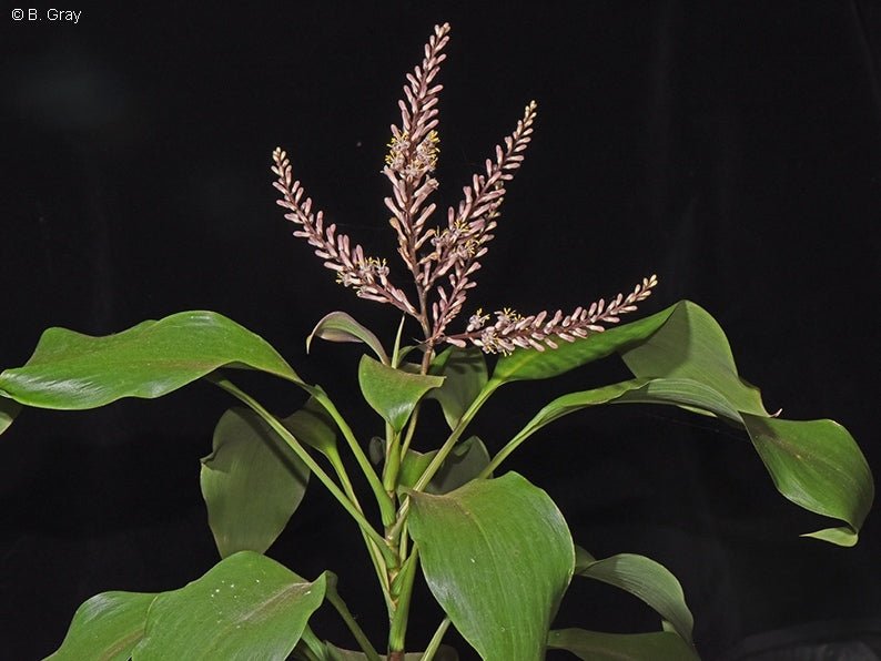 Cordyline (Cordyline murchisoniae) - Ladybird Nursery