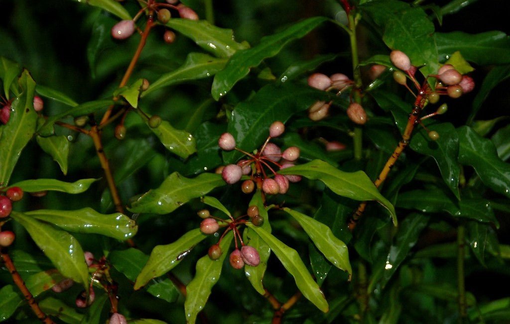 Native Pepper Berry (Tasmannia insipida) MALE - Ladybird Nursery