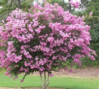Crepe Myrtle Bush Form x fauriei Sioux (Lagerstroemia indica)