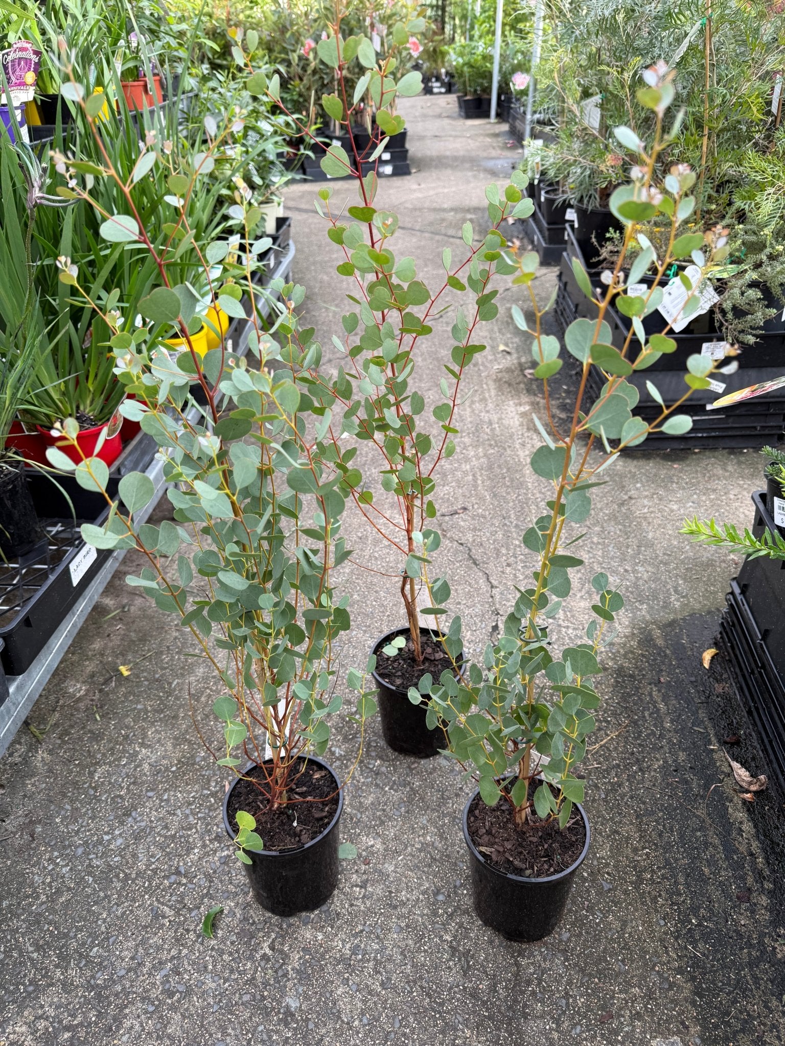 Dwarf Heart Leaf Eucalyptus (Eucalyptus websteriana) - Ladybird Nursery