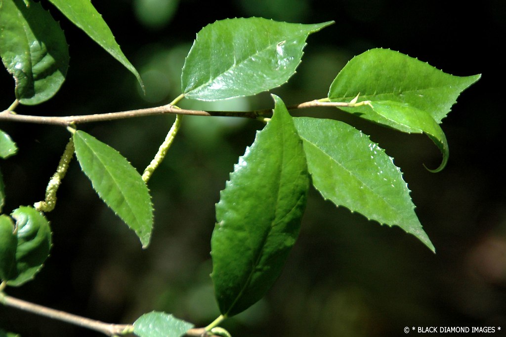 Whalebone Tree (Streblus brunonianus)